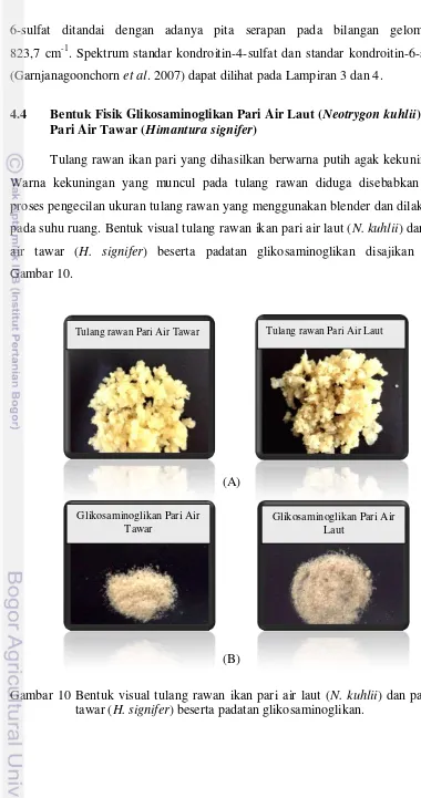 Gambar 10 Bentuk visual tulang rawan ikan pari air laut (N. kuhlii) dan pari air tawar (H
