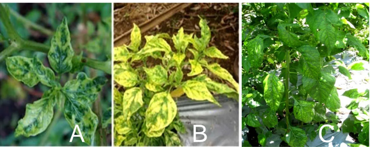 Gambar 1.  Kondisi tanaman cabai yang terinfeksi virus dengan gejala: mosaik  (A),  kuning (B), dan klorosis (C) 