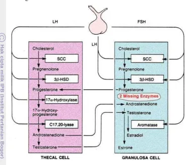 Gambar 7  Biosintesis estrogen (Modifikasi Griffin & Ojeda 1992). 