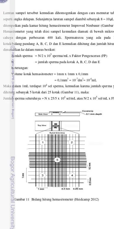 Gambar 11  Bidang hitung hemasitometer (Heidcamp 2012) 