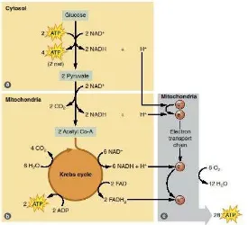 Gambar 2.4 Produksi energi pada sistem metabolik 