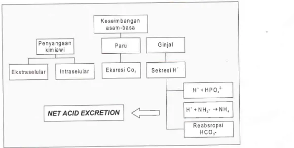 Gambar  1.  Keseimbangan  asam basa dan  pengaturan  ion-H
