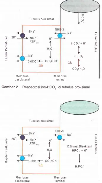 Gambar  2.  Reabsorpsi  ion-HCO,  di  tubulus  proksimal