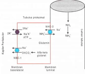 Gambar  5. Difusi  NH.  pada  duktus  koligentes  dan  penggabungan ion-H dengan  NH.  di dalam  lumen  tubulus.