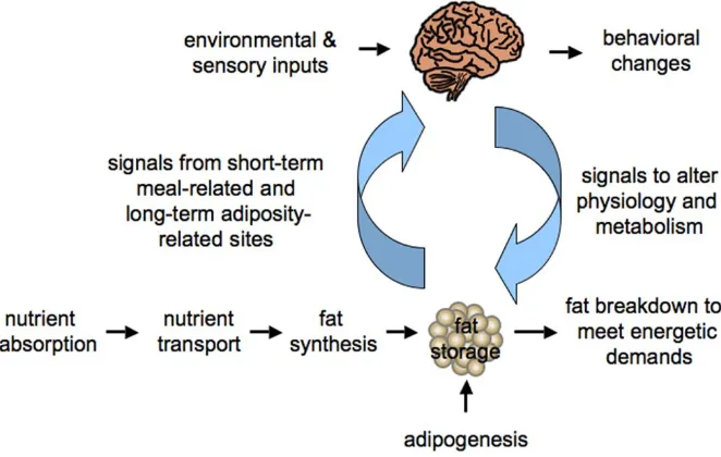 Figure 1. Mammalian homeostatic regulation of energy balance. Signals from fat storage sites report energetic state of the body to the nervous system, which also receives environmental and sensory inputs