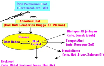 Gambar  2.  Cara  Masuk  dan  Berpindahnya  Molekul  Obat  melewati  tubuh  ke  Tempat Kerja (Aksi), Metabolisme, dan Ekresi (Pengeluaran)