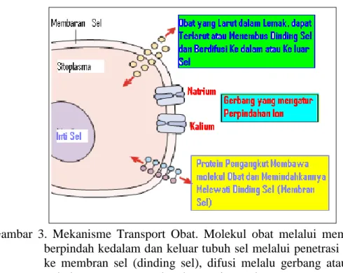 Gambar  3.  Mekanisme  Transport  Obat.  Molekul  obat  melalui  membran  sel  berpindah kedalam dan keluar tubuh sel melalui penetrasi langsung  ke  membran  sel  (dinding  sel),  difusi  melalu  gerbang  atau  saluran  terbuka, atau menempel pada protein