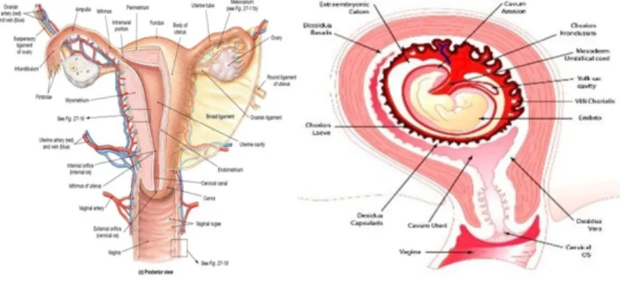 Gambar 2.1 Anatomi uterus dan plasentasi