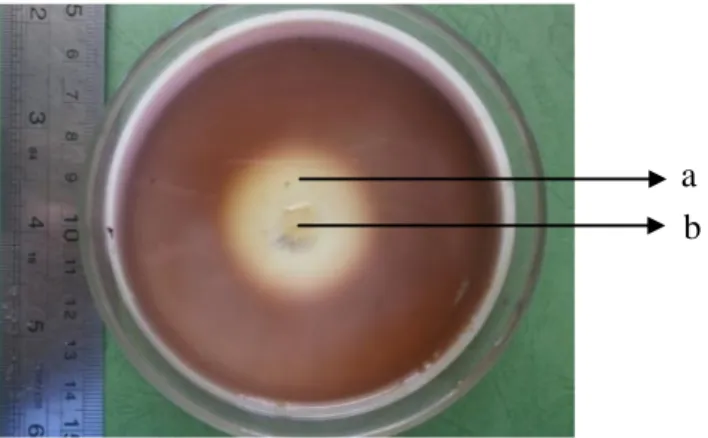 Gambar  2.  Isolat  kapang  Trichoderma  sp.  RPL 1 -14  inkubasi  4  hari.  Keterangan:  (a)  zona bening  (b) koloni kapang lignoselulolitik