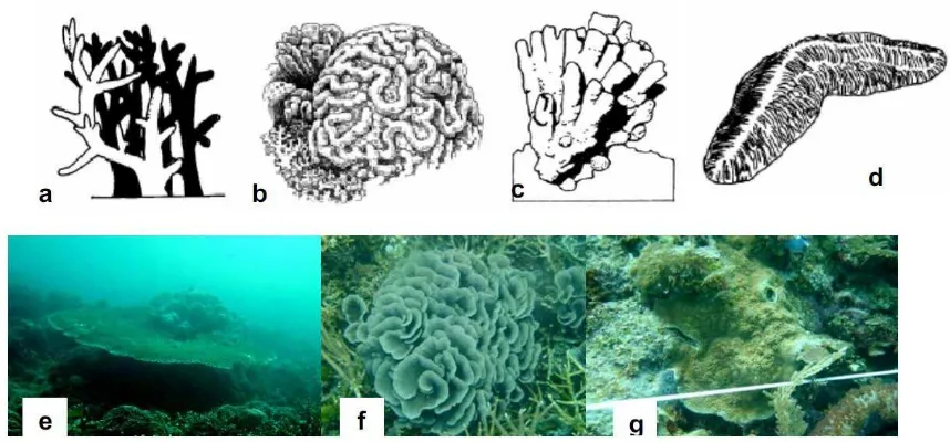 Gambar 2  Beberapa bentuk pertumbuhan koloni karang: (a) karang bercabang; (b) karang masif/padat; (c) karang submasif/semi-padat; (d) karang jamur/soliter; (e) karang 
