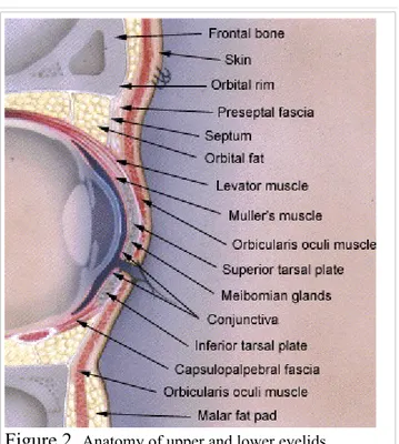 Figure 2.  Anatomy of upper and lower eyelids.