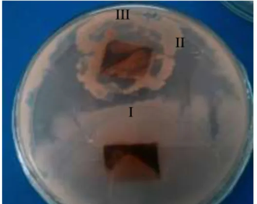 Tabel  2.  Rata  –  rata  zona  bening  isolat  bakteri  endofit  terhadap  S.aureus    dan  E.coli  dengan  metode Kirby- Bauer