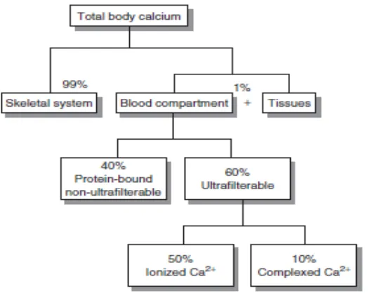 Gambar 3. Distribusi kalsium dalam berbagai kompartemen dalam tubuh27 
