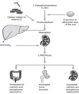 Gambar 2. Diagram skematik biokonversi vitamin D untuk mempertahankan 