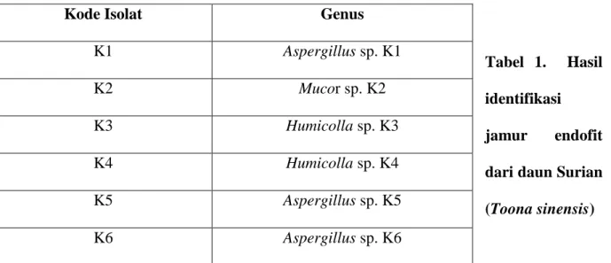 Tabel  1.    Hasil  identifikasi  jamur  endofit  dari daun Surian  (Toona sinensis) 