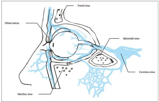 Gambar 4. anatomi mata, sinus paranasal, dan aliran  vena. 3 Vaskularisasi  Orbita