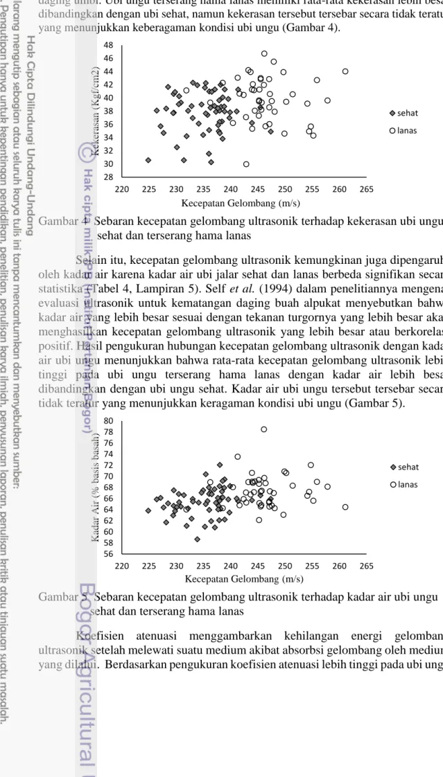 Gambar 4  Sebaran kecepatan gelombang ultrasonik terhadap kekerasan ubi ungu  sehat dan terserang hama lanas 