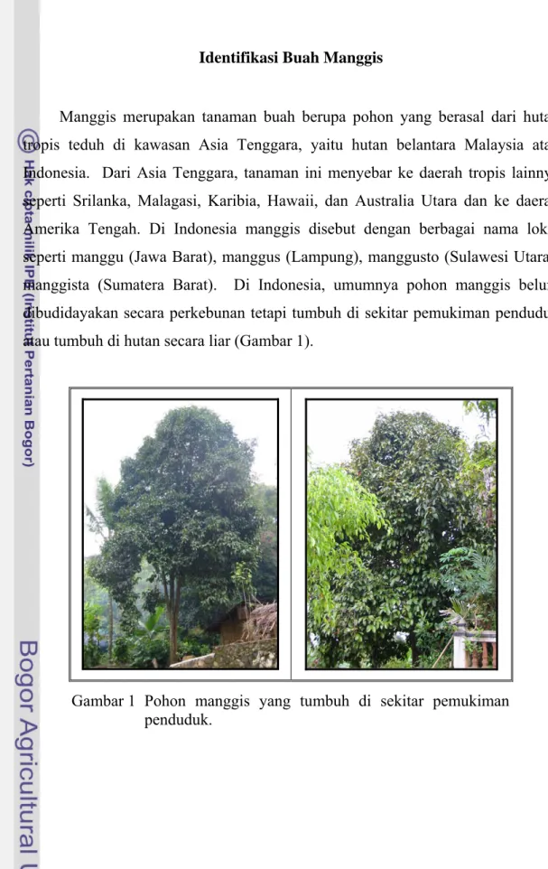 Gambar 1 Pohon manggis yang tumbuh di sekitar pemukiman  penduduk. 