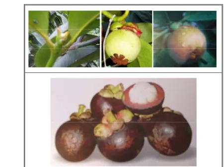 Gambar 3 Bentuk bunga, buah muda di pohon, buah  siap dipanen, dan buah manggis siap  dikonsumsi