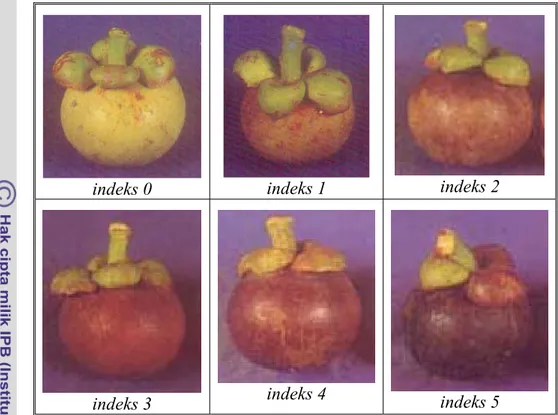 Gambar 4  bentuk fisik buah manggis menurut indeks kematangan  berdasarkan indeks warna kulit buah