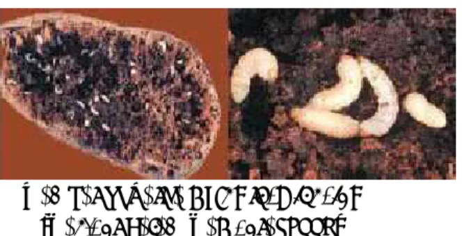 Gambar 4. Larva Cylas formicarius   (Castner dalam Capinera, 1998) 