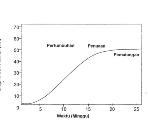 Gambar 2.1.  8agan  pertumbuhan.  tua.  matang buah durian  Monthong  (Wicaksono,  1997)  I 