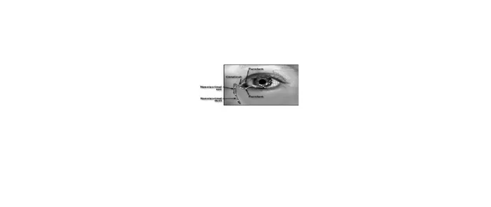 Gambar 1. Anatomi mata dan saluran ekskretoir air mata