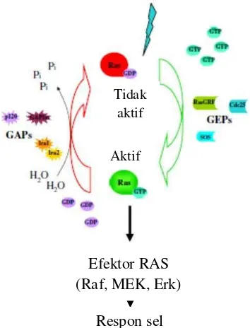 Gambar 7 Siklus aktivasi protein RAS 