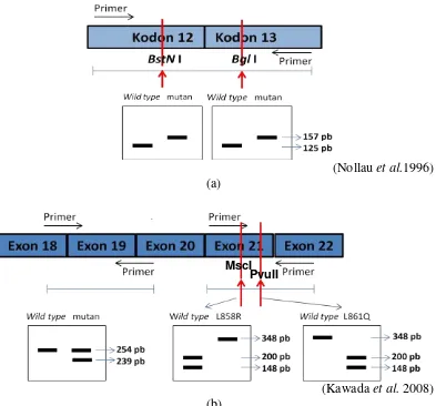 Gambar 9 Pola pita DNA mutan dan DNA wild type pada analisis mutasi gen KRAS dan EGFR menggunakan metode RFLP