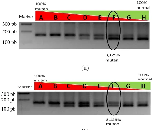 Gambar 13  Hasil uji sensitivitas metode RFLP dalam analisis mutasi gen (b) KRAS. (a) kodon 12 dan (b) kodon 13