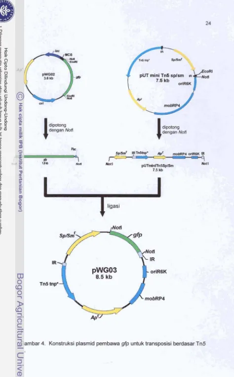 Gambar 4. Konstruksi plasmid pernbawa gfp untuk transposisi berdasar Tn5 