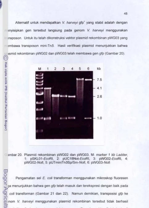Gambar 20. Wasmid rekombinan pWG02 dan pWG03. M: marker f kb Ladder, 