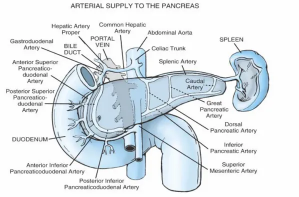 Gambar 4. Vaskularisasi Arteri Pankreas  10 .