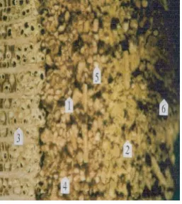 Figure 3.  Microscopic structure of bark (tranv. section) 1.active phloem; 2.non active phloem; 3.xylem; 4.rays; 5.fiber; 6.ritidome)