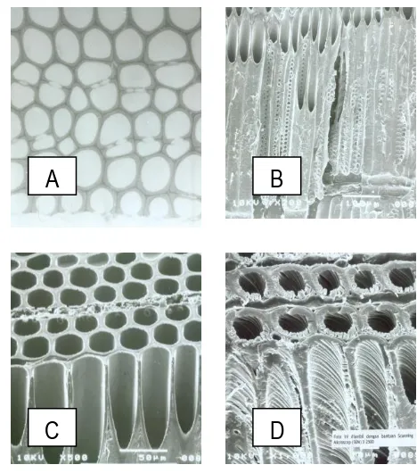Figure 1  A. Cross section of tracheid cells of normal wood of Agathis, has a rectangular form