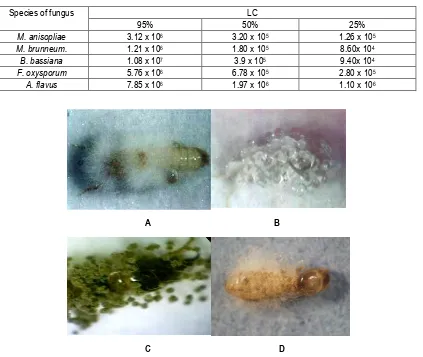 Table 2. Lethal concentration (LC) of some  entomopatogenic fungus species to subterranean termites C