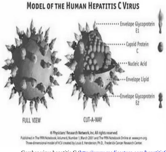 Gambar virus hepatitis C (http://www.medicastore.com/hepatitisC/infeksi hepatitis.htm)