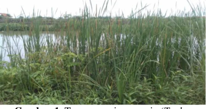 Gambar 1. Tanaman asiwung raja (Typha 