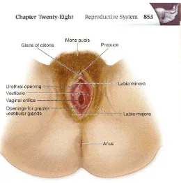 Gambar 2.1: Vagina Bagian Luar 