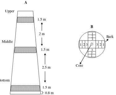 Figure 1. Schematic representation showing location of log removed from each tree at 3 height levels (A) and position of samples taken from each log (B)