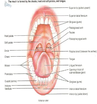 Gambar 2.1. Rongga mulut manusia. Sumber: Tortora dan Derrickson, 2006. 