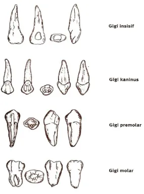 Gambar 2.2. Jenis-jenis gigi manusia. Sumber: Pratiwi, 2009. 