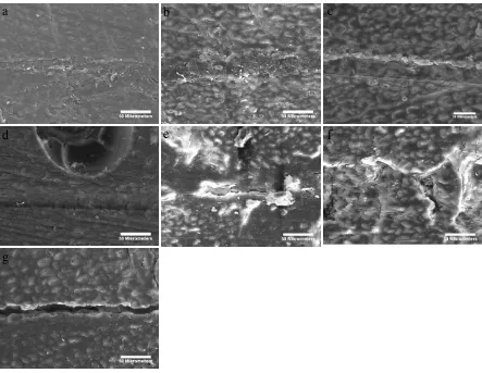 Figure 3.  SEM images of glue lines of Acacia laminated wood adhered with blends of NRL-St and PI adhesive at various compositions (a) 100/0 (b)