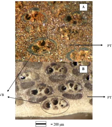 Figure 4.  FFA resin treated of microwave heated (A) and control (B) of bamboo. Remarks: VB = vascular bundle, PT = ground parenchyma tissue
