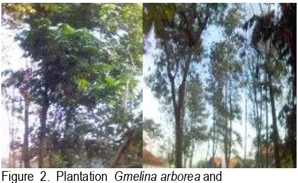 Figure  2.  Plantation  Gmelina arborea and 
