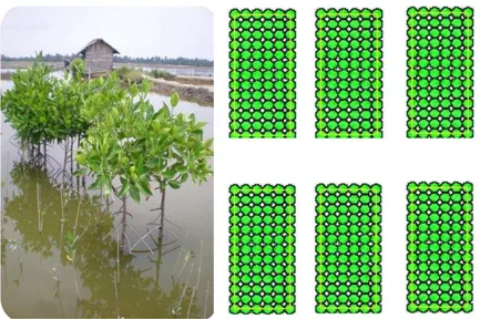 Gambar  9  Teknik  penanaman  mangrove  pada  tapak  berbatu/berkerikil  dengan  cara gerombol (cluster)