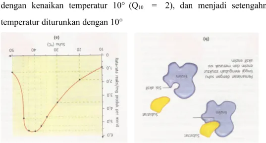Gambar 2. (a) Suhu optimum enzim (b) Denaturasi