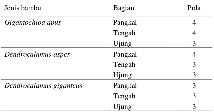Tabel 1  Pola ikatan pembuluh pada bambu yang diteliti 