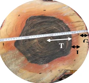 Gambar 2  Posisi pengambilan sampel pada kayu eboni (G: Gubal, I: Intermediat, T: Teras)