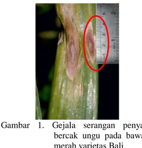 Gambar  1.  Gejala  serangan  penyakit  bercak  ungu  pada  bawang  merah varietas Bali 